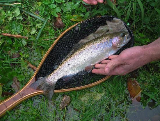 McCloud River Redband Trout in Crane Creek Missouri – Fact, Fiction or Folklore?